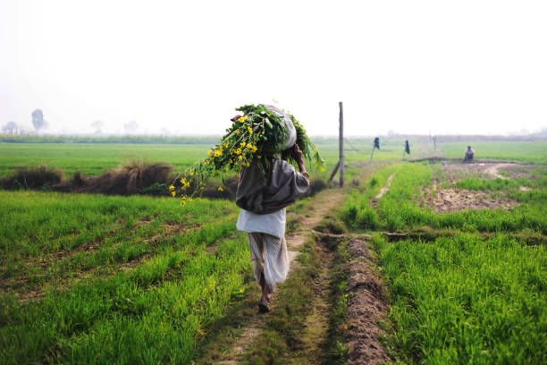 Person walking in a field